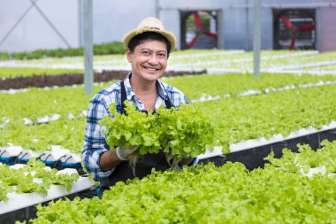 Mutlu Asyalı çiftçi, serada kendi salata salatalarını yetiştirirken aile şirketleri için organik yaklaşımda hidroponik su sistemini kullanıyor.