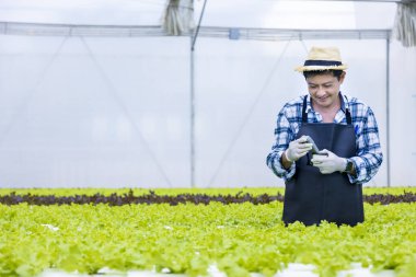 Mutlu Asyalı çiftçi yeşil meşe salatasındaki suyun ph seviyesini test ediyor. Salata serası. Fotokopi alanı olan aile şirketleri için organik yaklaşımda hidroponik sistem kullanıyor.