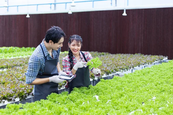 Agricoltori Locali Asiatici Che Coltivano Propria Insalata Quercia Verde Lattuga — Foto Stock