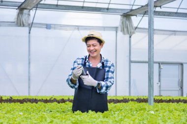 Mutlu Asyalı çiftçi yeşil meşe salatasındaki suyun ph seviyesini test ediyor. Aile şirketleri için organik yaklaşımda hidroponik sistemi kullanıyor.