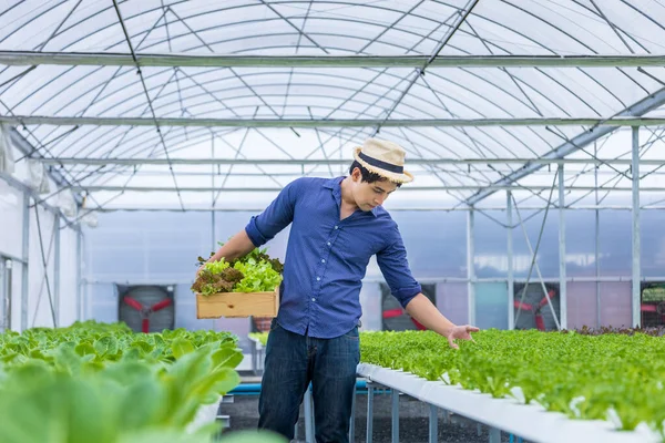 Agricultor Local Asiático Cultivando Propia Lechuga Ensalada Roble Verde Dentro —  Fotos de Stock