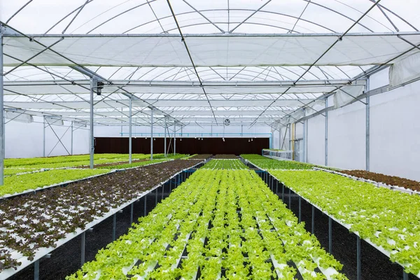 Invernadero Lechuga Ensalada Cultivada Sistema Hidropónico Con Variedades Diferentes Cultivos — Foto de Stock