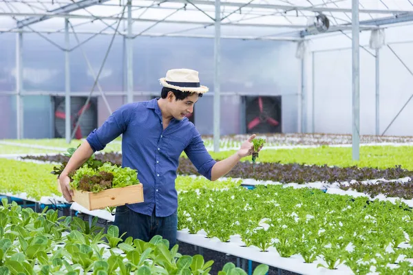 Asyalı Yerel Çiftçi Kendi Yeşil Meşe Salatalarını Yetiştirmek Için Seranın — Stok fotoğraf