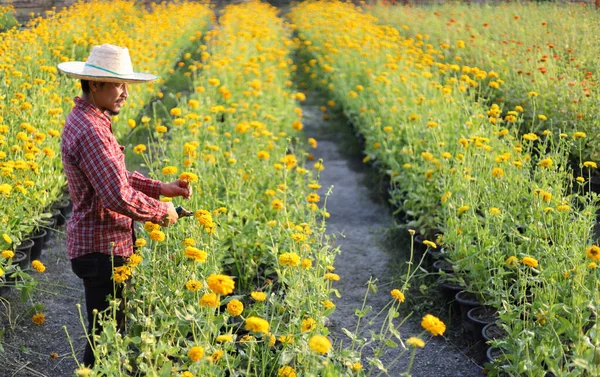 Azjatycki Ogrodnik Tnie Żółte Kwiaty Nagietka Pomocą Sekatorów Cięcia Kwiat — Zdjęcie stockowe