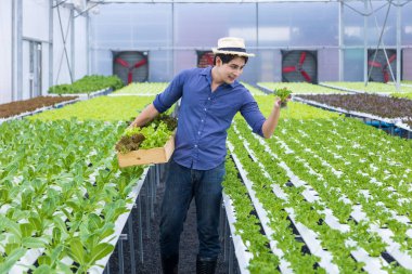 Asyalı yerel çiftçi, kendi yeşil meşe salatalarını yetiştirmek için seranın içinde hidroponik su sistemi organik yaklaşımını kullanarak kendi aile işlerinde ve satmak için biraz toplayarak marul yetiştiriyor.