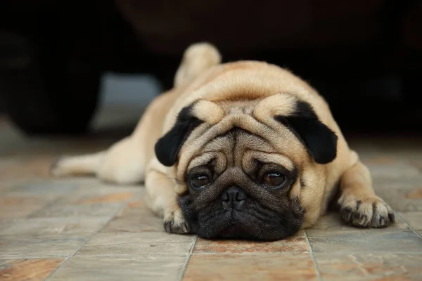 Triste Cão Pug Olhando Está Pacientemente Esperando Proprietário Para Voltar — Fotografia de Stock