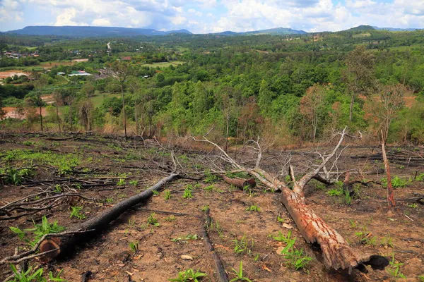 Πτώση Δέντρων Αποτέλεσμα Παράνομης Υλοτομίας Και Αποψίλωσης Για Γεωργία Στα — Φωτογραφία Αρχείου