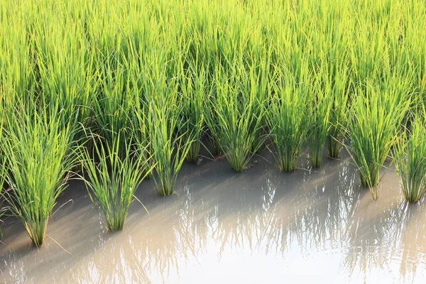 Campo Arroz Tailandia Zona Rural Para Agricultura Los Productos Alimenticios —  Fotos de Stock