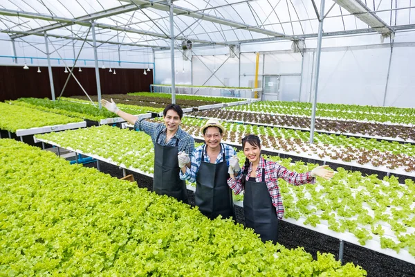 Asijští Místní Zemědělci Pěstují Vlastní Salát Zeleného Dubu Skleníku Pomocí — Stock fotografie