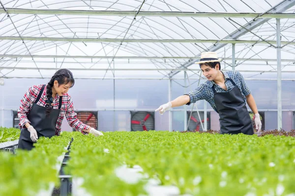 Asian Local Farmers Growing Own Green Oak Salad Lettuce Greenhouse — Stock Photo, Image