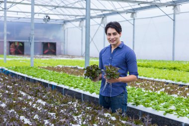 Asyalı çiftçi, serada kendi yeşil meşe salatalarını yetiştiriyor. Aile şirketleri için organik su sistemi yaklaşımını kullanıyor ve satmak için de biraz topluyor.