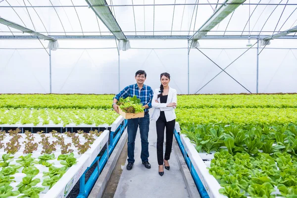 Asijští Místní Zemědělci Pěstují Vlastní Salát Zeleného Dubu Skleníku Pomocí — Stock fotografie