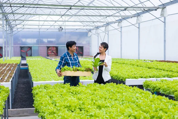 Asijské Místní Zemědělci Pěstují Své Vlastní Salát Zelený Dub Salát — Stock fotografie