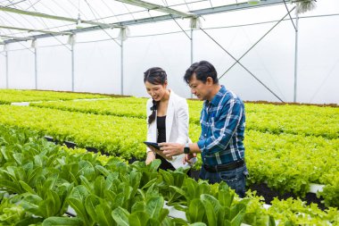 Asyalı çiftçiler serada kendi yeşil meşe salatalarını yetiştiriyor ve yerel organik ürünler için genç iş ortağıyla birlikte satıyor.