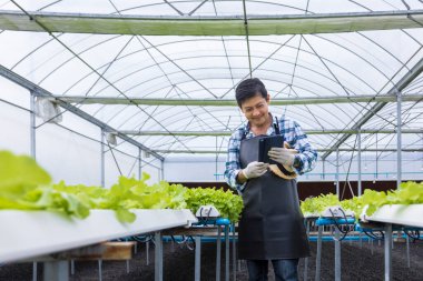 Mutlu Asyalı çiftçi yeşil meşe salatasındaki suyun ph seviyesini test ediyor. Aile şirketleri için organik yaklaşımda dijital tablet kullanarak marul serası kullanıyor.