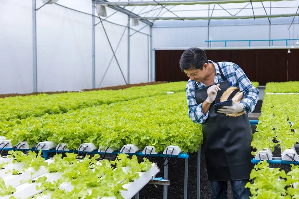 Happy Asijské Místní Zemědělec Testování Úroveň Vody Zeleném Dubovém Salátu — Stock fotografie