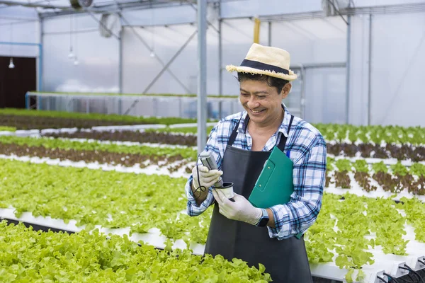 Mutlu Asyalı Çiftçi Yeşil Meşe Salatasındaki Suyun Seviyesini Test Ediyor — Stok fotoğraf