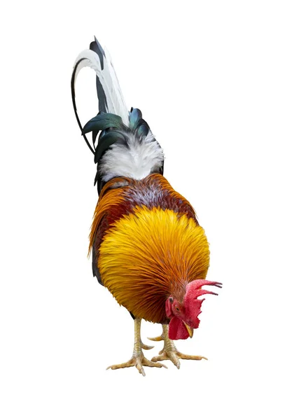 色彩斑斓的自由放养的雄鸡啄食场 用于在白色背景下分离的食物 — 图库照片
