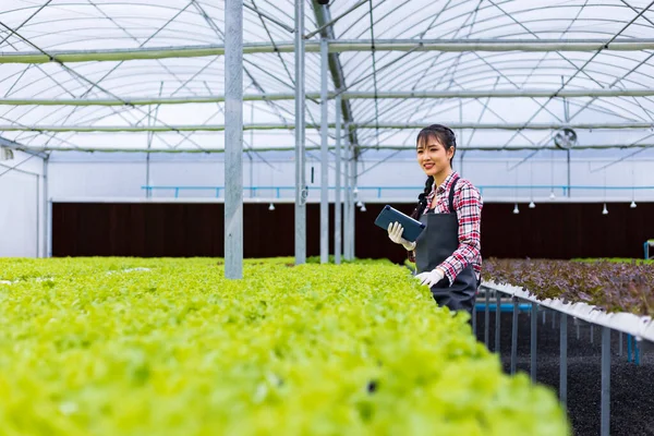 Asyalı Kadın Yerel Çiftçi Yeşil Meşe Salatası Salatası Yetiştiriyor Serada — Stok fotoğraf