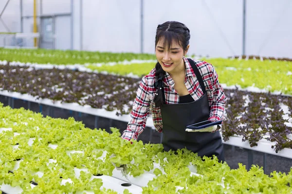 家庭のビジネスのための水耕栽培水システム有機アプローチを使用して温室内の緑のオークサラダレタスを栽培し 販売のためにいくつかを選ぶアジアの女性地元の農家 — ストック写真