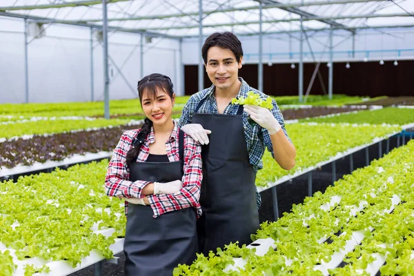 Fermierii Locali Asiatici Își Cultivă Propria Salată Verde Stejar Seră — Fotografie, imagine de stoc