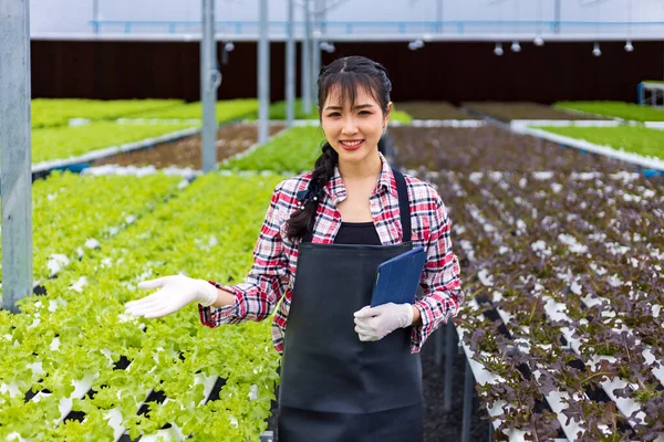 Ázsiai Helyi Farmer Zöld Tölgy Saláta Saláta Üvegházban Segítségével Hidroponikus — Stock Fotó