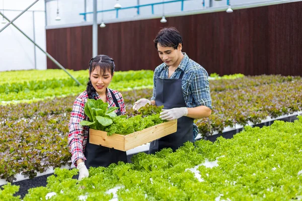 Los Agricultores Locales Asiáticos Cultivan Propia Lechuga Ensalada Roble Verde —  Fotos de Stock