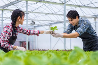 Asyalı çiftçiler serada kendi yeşil meşe salatalarını yetiştiriyorlar. Aile şirketleri için organik su sistemi yaklaşımını kullanıyorlar ve satmak için de biraz topluyorlar.