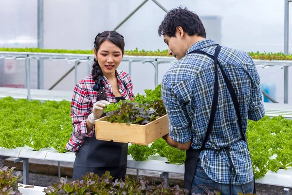 Los Agricultores Locales Asiáticos Cultivan Propia Lechuga Ensalada Roble Verde —  Fotos de Stock