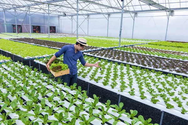 Asijské Místní Farmář Pěstování Jejich Vlastní Zelený Dub Salát Salát — Stock fotografie