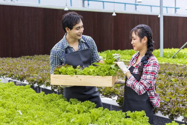 Ázsiai Helyi Gazdák Termesztenek Saját Zöld Tölgysaláta Saláta Üvegházban Hidroponikus — Stock Fotó