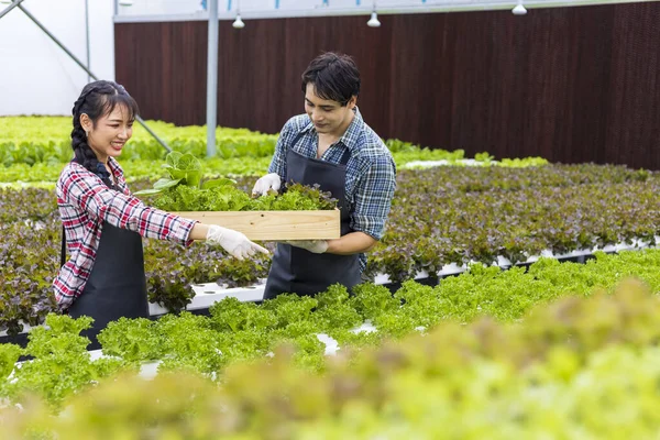 Asijské Místní Zemědělci Pěstují Své Vlastní Salát Zelený Dub Salát — Stock fotografie