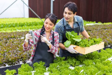 Asyalı çiftçiler, aile işlerinde hidroponik su sistemi organik yaklaşımını kullanarak serada kendi yeşil meşe salatalarını yetiştirirken PH değerini kontrol ediyorlar.