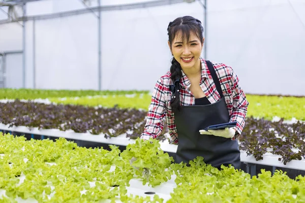 Ázsiai Helyi Gazda Növekvő Zöld Tölgy Saláta Saláta Üvegházban Segítségével — Stock Fotó