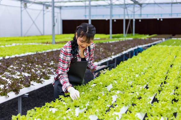Mujer Asiática Agricultora Local Cultivando Lechuga Ensalada Roble Verde Dentro — Foto de Stock