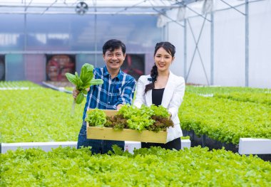 Asyalı çiftçiler serada kendi yeşil meşe salatalarını yetiştiriyorlar. Aile şirketleri için organik yaklaşımda hidrofonik su sistemini kullanıyorlar.