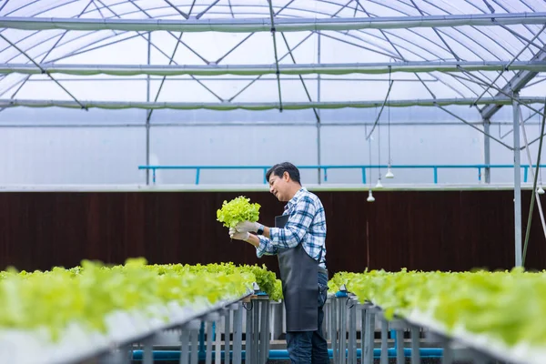 Happy Asian Local Farmer Checking Plant Health Green Oak Salad — Stock Photo, Image