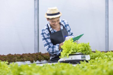 Asya 'lı organik sebze çiftçisi, vejetaryen ve sağlıklı beslenme konsepti için müşteriye günlük taze meyve vermeden önce salata marulunu paketleme sürecinde tartıyor.