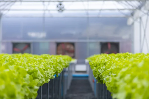 Skleník Organického Salátu Salát Pěstování Hydroponickém Systému — Stock fotografie