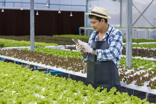 Mutlu Asyalı çiftçi yeşil meşe salatası salatasında yeni teknoloji uygulaması için akıllı telefonu kullanıyor. Organik yaklaşım konseptinde hidroponik sistemi kullanıyor.