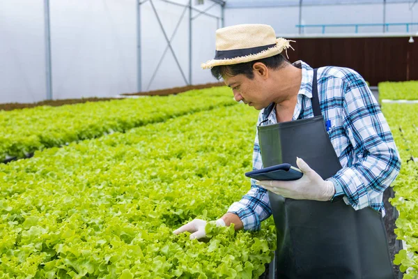 Happy Asian Local Farmer Using Digital Tablet Green Oak Salad — Stok fotoğraf