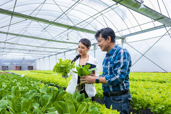 Asian local farmers growing their own green oak salad lettuce in the greenhouse and selling with his young business partner for local organics produce