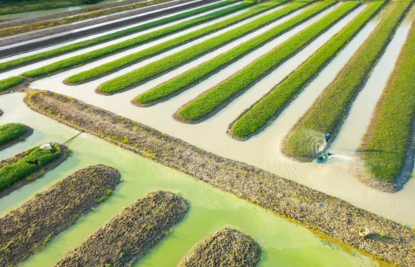 Aerial Top View Farmers Watering Water Spinach Vegetable Using Boat — Zdjęcie stockowe