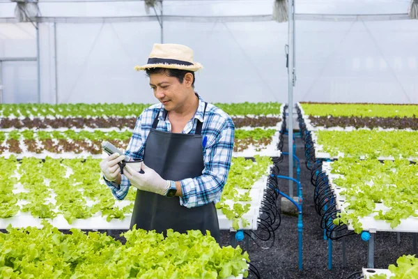 Mutlu Asyalı Çiftçi Yeşil Meşe Salatasındaki Suyun Seviyesini Test Ediyor — Stok fotoğraf