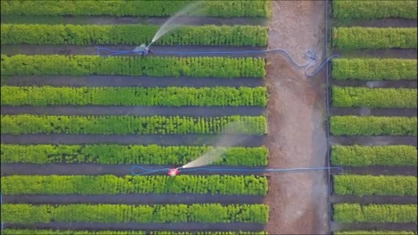 Bovenaanzicht vanuit de lucht van landbouwers die groenten water geven met behulp van slangen in de tuin die in rijen zijn geplant voor landbouwdoeleinden — Stockvideo