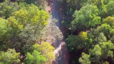 Bisikletçinin verimli bahar yeşil ormanında bisiklet sürüşünün hava manzarası. Sabah güneşiyle birlikte.