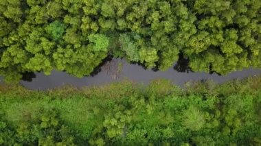 Tropikal nehir ve yemyeşil orman üzerinde hava manzarası