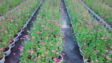 Pembe zinnia çiçek çiftliğinin ve bahçesinin havadan görünüşü