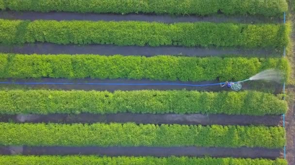 Vista aérea de los agricultores riego vegetal utilizando manguera en el jardín que se plantó en fila para uso agrícola — Vídeo de stock