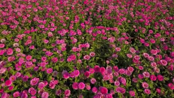 Yazın tam çiçeklenme döneminde pembe macenta zinnia çiçek çiftliğinin havadan görünüşü — Stok video